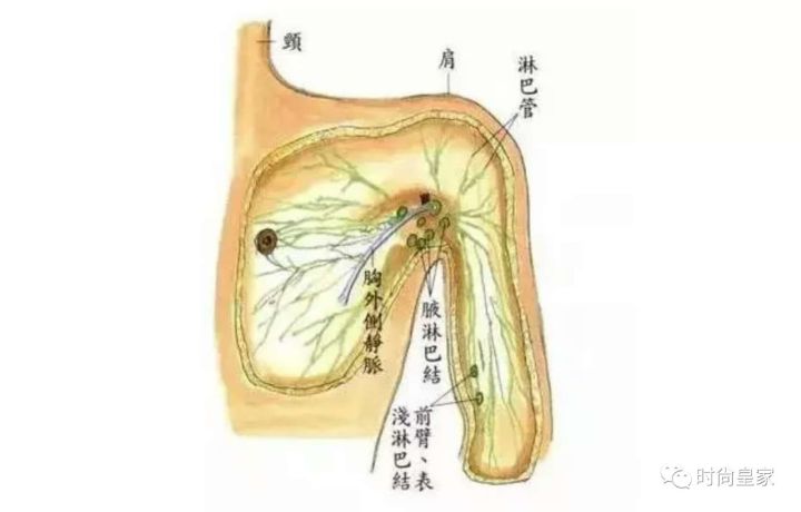 8,下颚塑型. 腋下淋巴 胸部,手臂和经络,肩颈是紧密联系的.