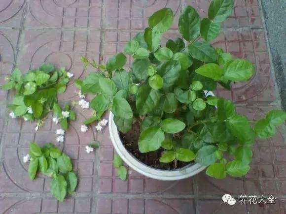 2,抹除底芽:木本的花草(比如月季,三角梅,茉莉等)要及时剪掉花草根部