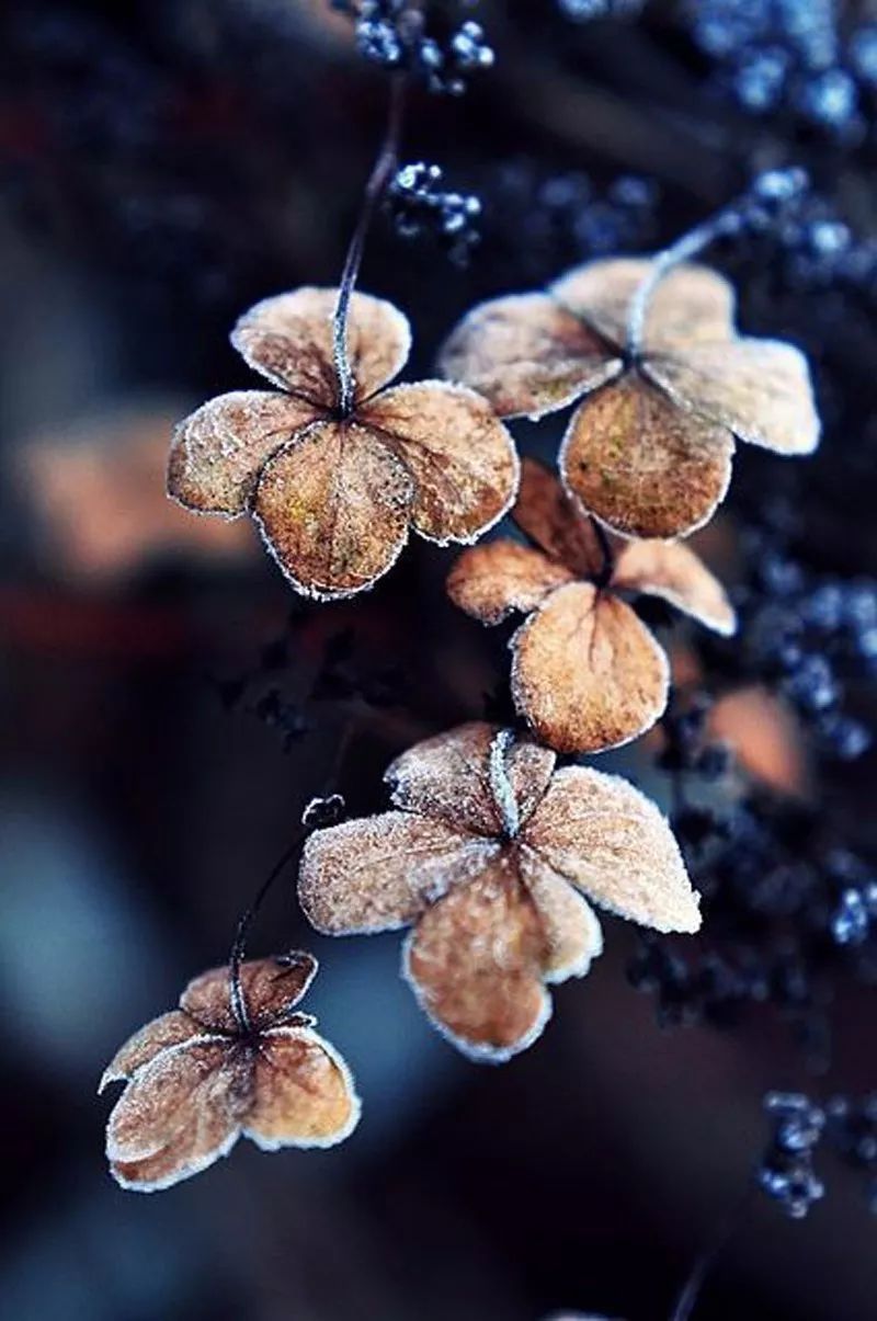 寒露 ▏兰衰花始白,荷破叶犹青.