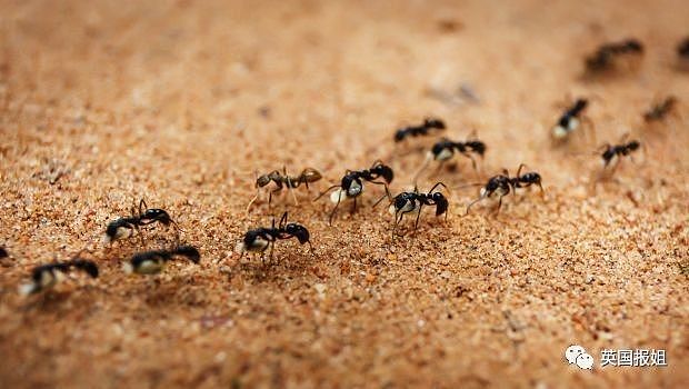 澳洲史上最残忍谋杀案：男子下体被涂蜂蜜 引蚂蚁咬食后被冻死 - 5