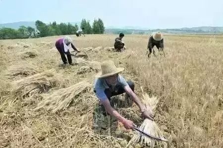 唐代:白居易观刈麦农村生活场景