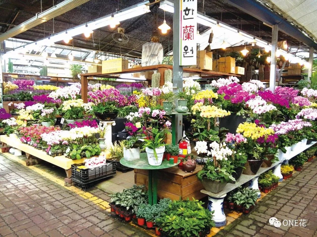 赏花去 | 探访韩国首尔花卉市场