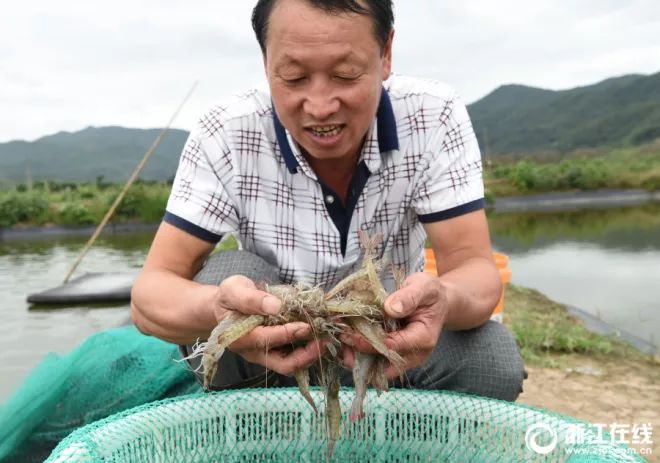 浙江宁波奉化南美白对虾养殖户喜获丰收