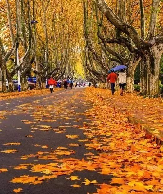 树是梧桐树 城是南京城 秋季