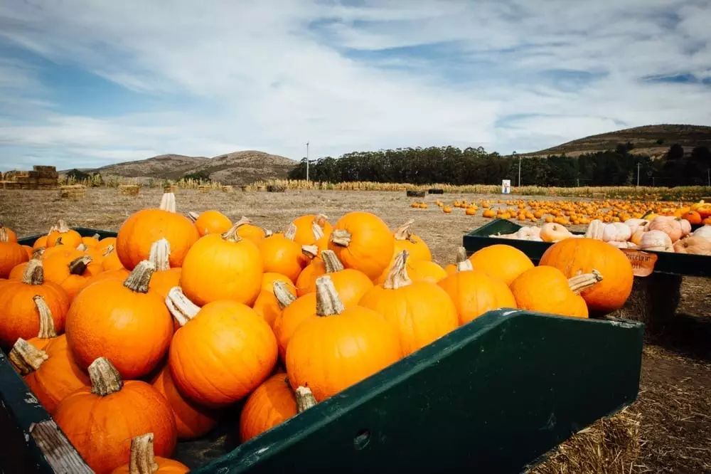 来体验丰收季的美帝农家乐湾区最全南瓜田pumpkinpatch地图