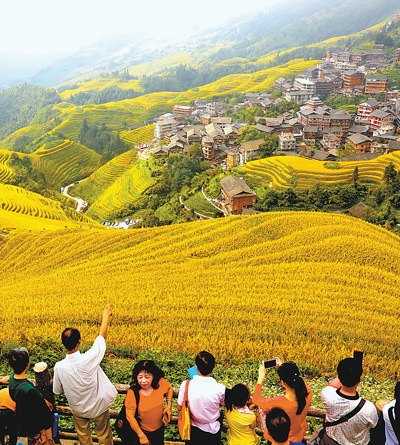 6日,广西桂林龙胜各族自治县的龙脊梯田,一片丰收景色.