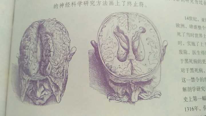 维萨留斯绘制的大脑解剖图,1543年