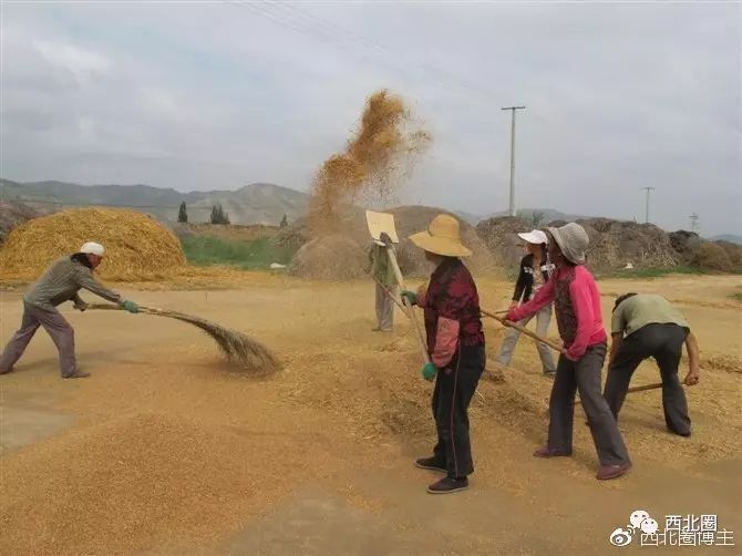 农村庄稼丰收之际,老百姓们碾场忙活的场景历历在目.