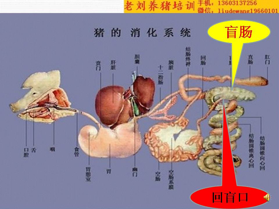 老刘养猪培训 解剖——消化系统特征病变