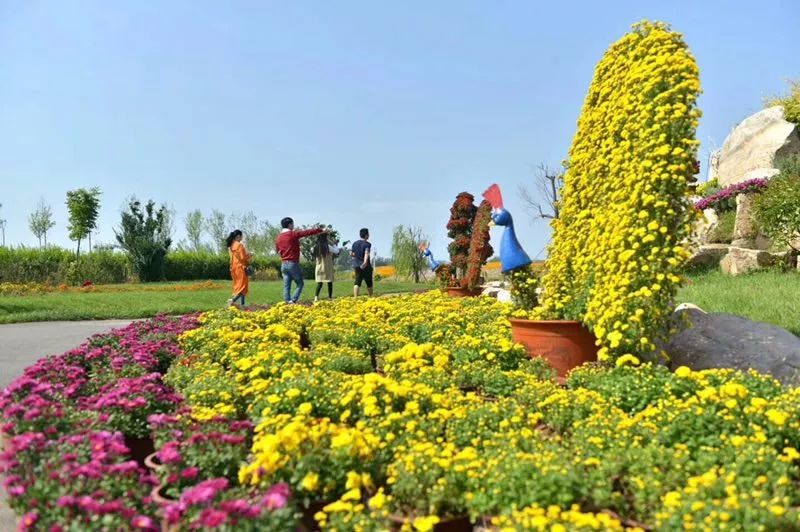 羊毛沟花海湿地西区菊展场地使用近3旅游 正文  今秋,位于毛公山景区