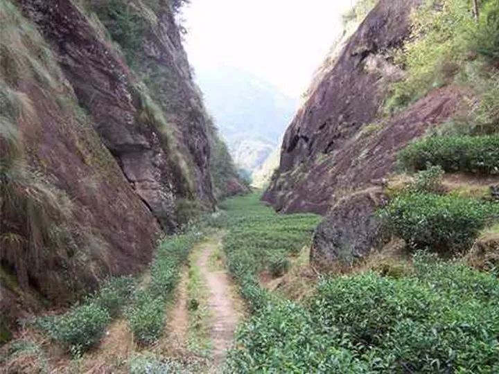 武夷山有茶树王国之称,岩岩有茶,非岩不茶.