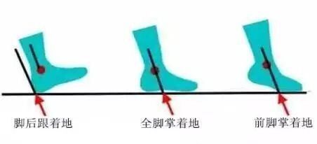 上图显示了从脚后跟着地至脚掌离开地面过程中地面反作用力的变化