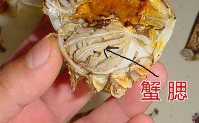 螃蟹:蟹腮,蟹肠,蟹胃和蟹心都不能吃!