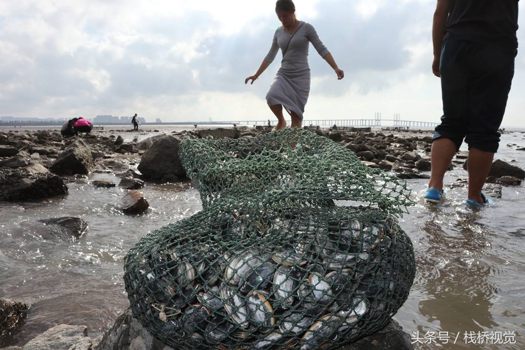 靠海吃海青岛人赶海大