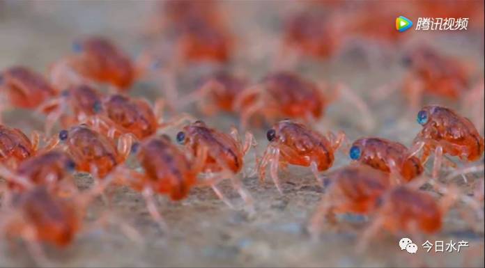 千万只红螃蟹横行霸道迁徙覆盖整个海岛,简直是"红色恐怖海洋"!