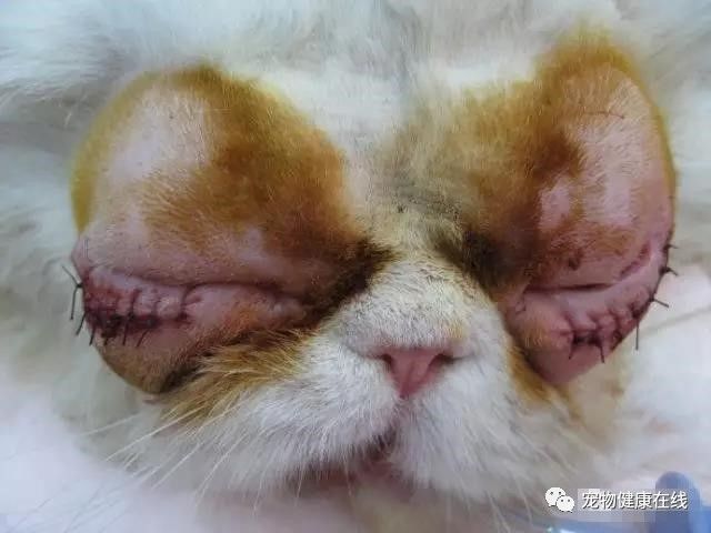 2,眼睑内翻(倒睫):内翻的睫毛持续刺激眼结膜角膜,让犬猫眼睛不舒服