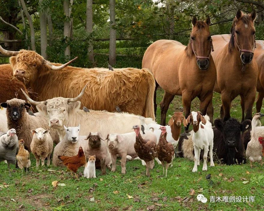 动物全家福,摄影师rob macinnis专门为农场的动物们拍