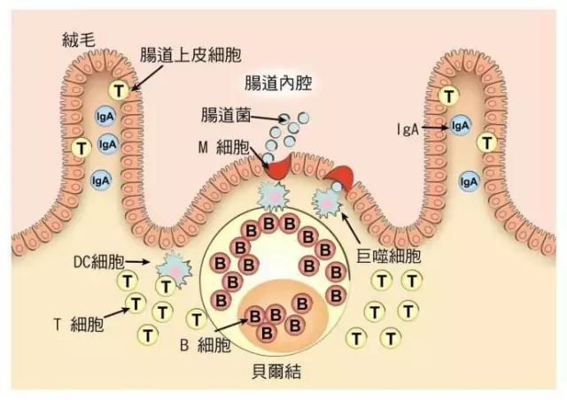 学了这几招,让你的肠道不在"变黑!