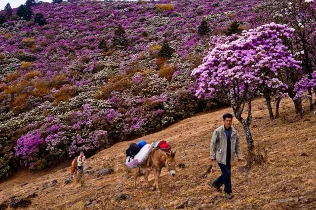 大量外来人口对攀枝花杨花_攀枝花花图片