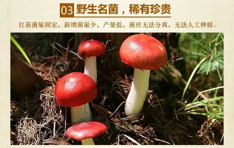 但是到目前为止,国内还无法完全人工大棚栽培红菇(红菇生长环境过于