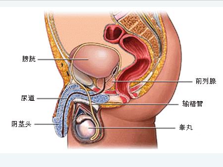 健康 正文  2,解剖关系复杂:前列腺深居男子盆腔,表面为结缔组织和