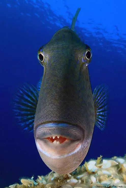 罕见的五彩斑斓鱼,太稀奇了!