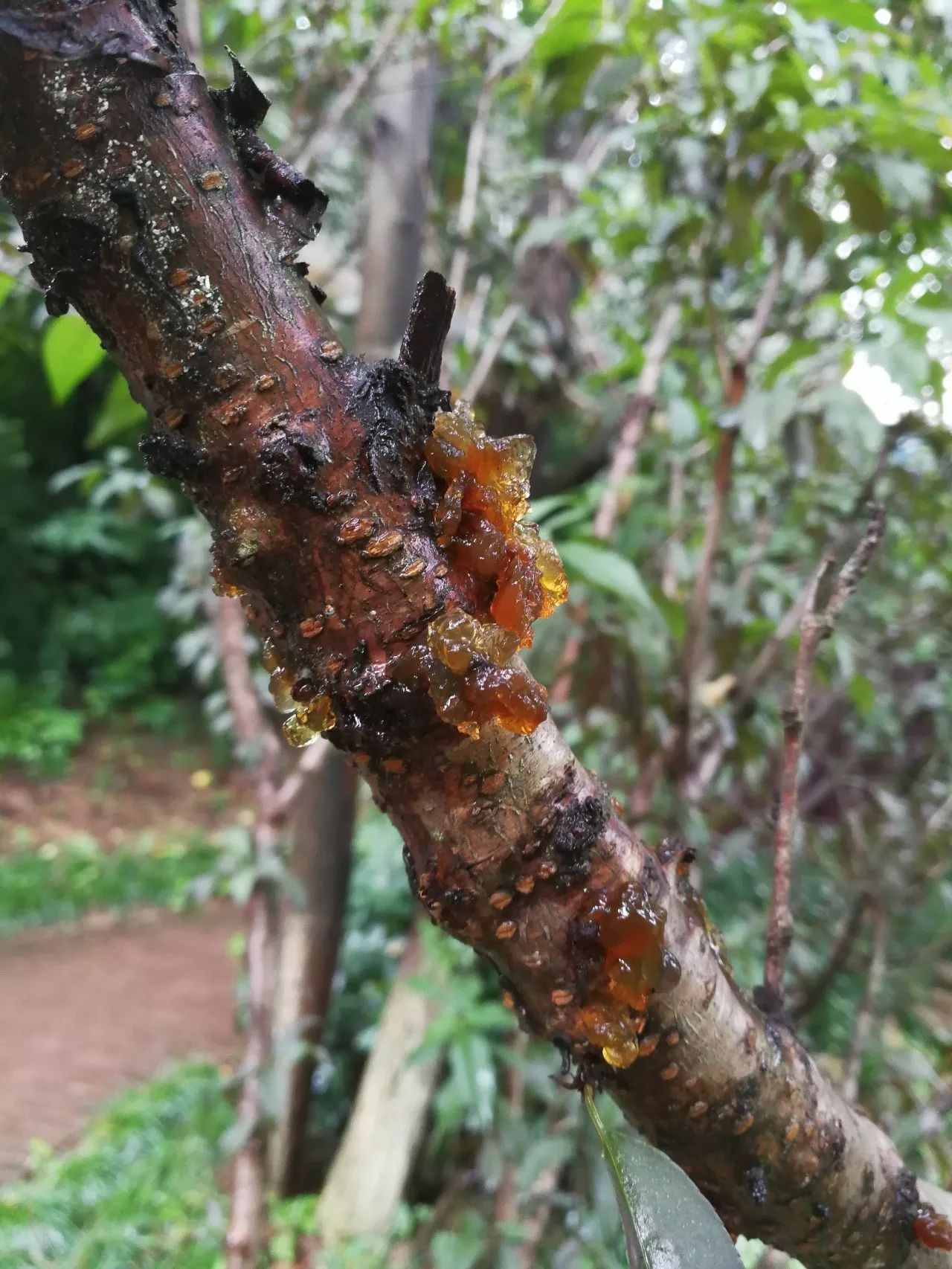 防治流胶病,让桃李不再流泪