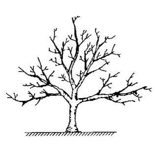 科学的整形修剪 培养优质丰产树冠
