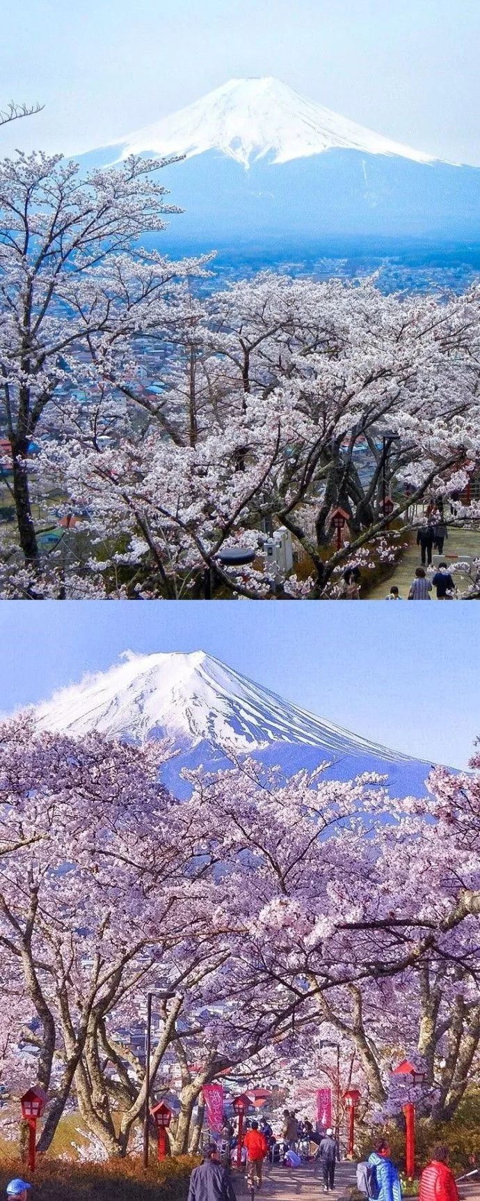 富士山下的樱花