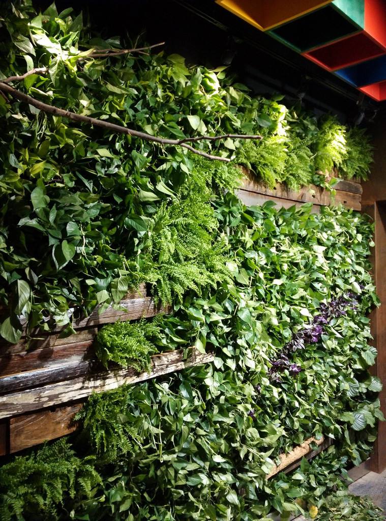 垂直绿化植物墙也会睡觉?