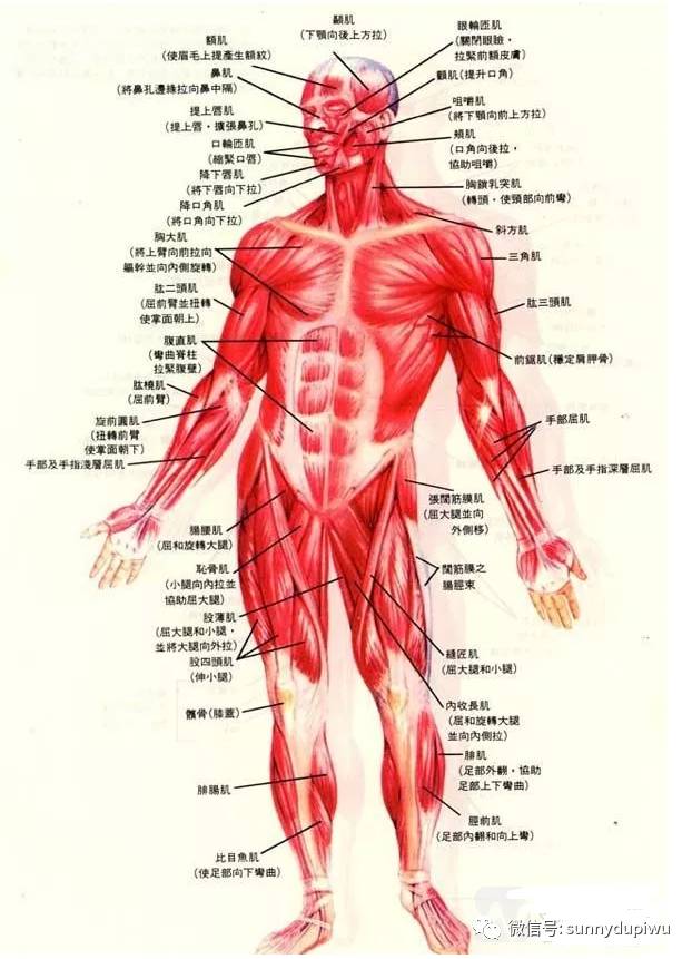 同时,她也是一种非常好的来锻炼背部的肌肉,减少腰部的疼痛的舞蹈.