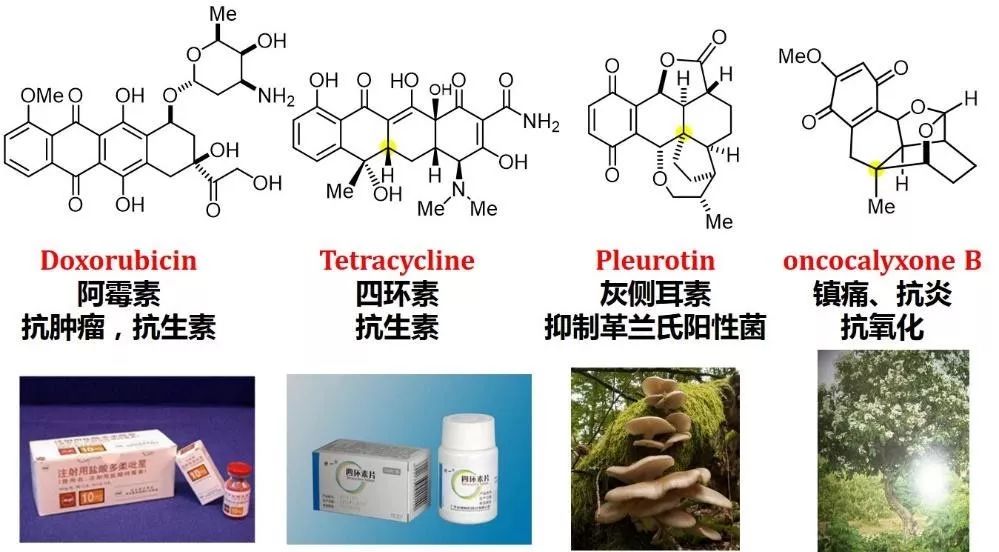 含蒽醇或蒽醌类骨架的天然产物及活性