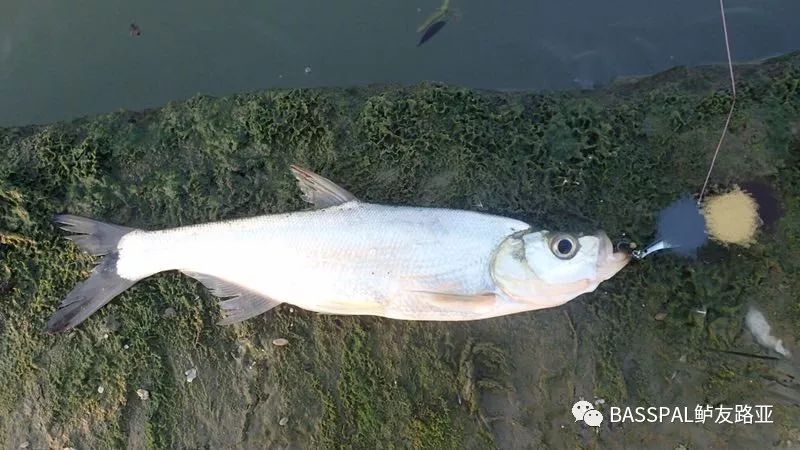 洋沙湖使用泡泡虾 德州钓组,在障碍里拔鱼感谢钓友们反馈欢迎朋友们