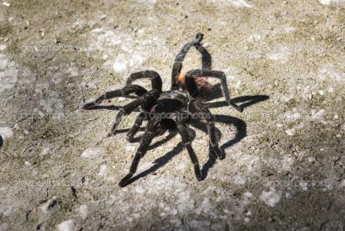 同时,躲藏在日轮花旁边的大型蜘蛛——黑寡妇蛛,便迅速赶来咬食人体.