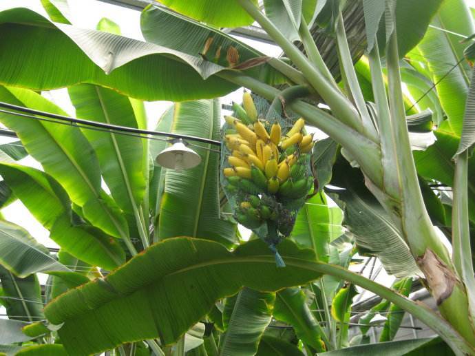 香蕉校蕾断蕾的讲究 增长果指和提高产量
