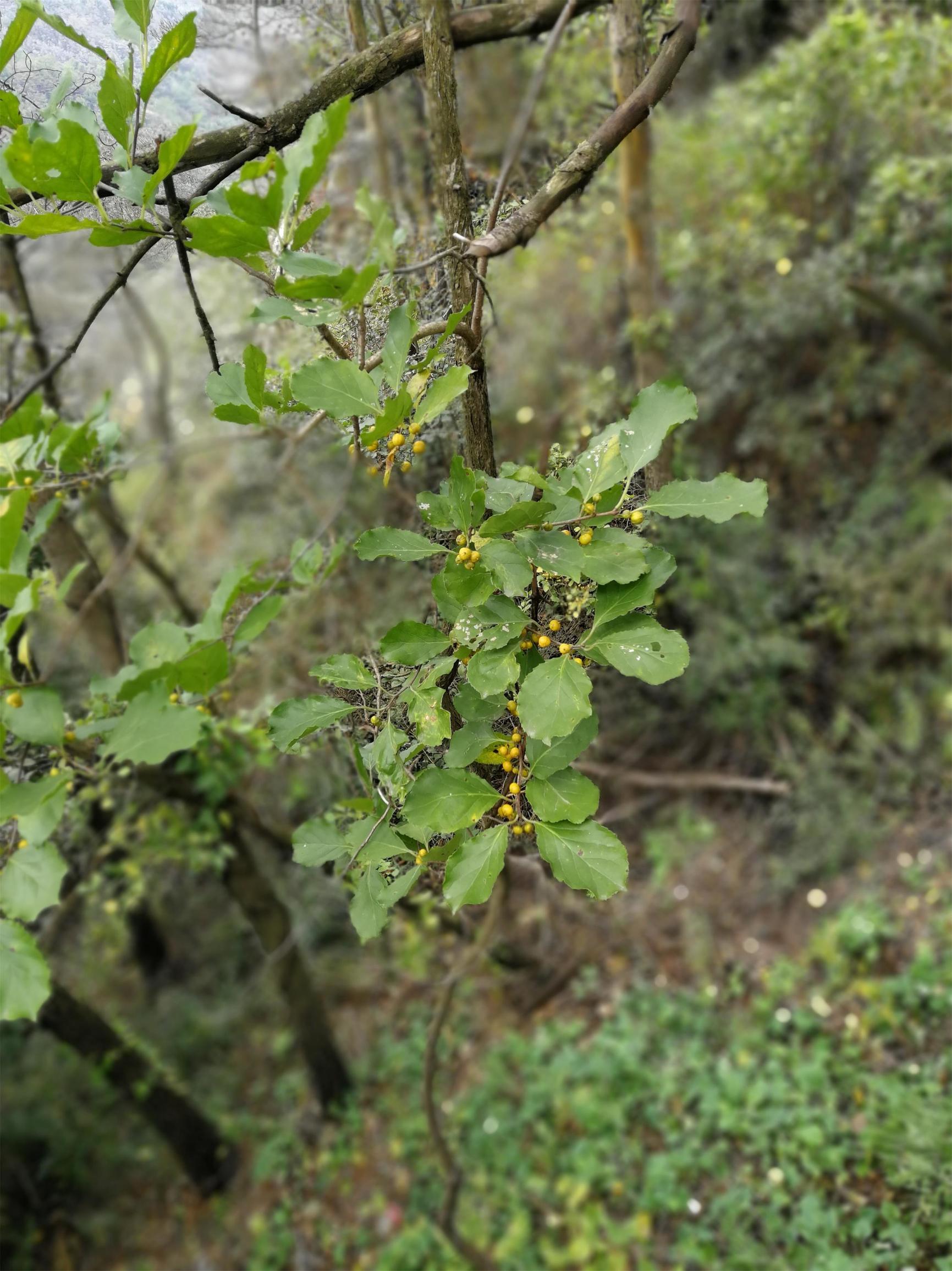 沂蒙山多见的藤本植物秋天还结出小小的红果儿有很多名字