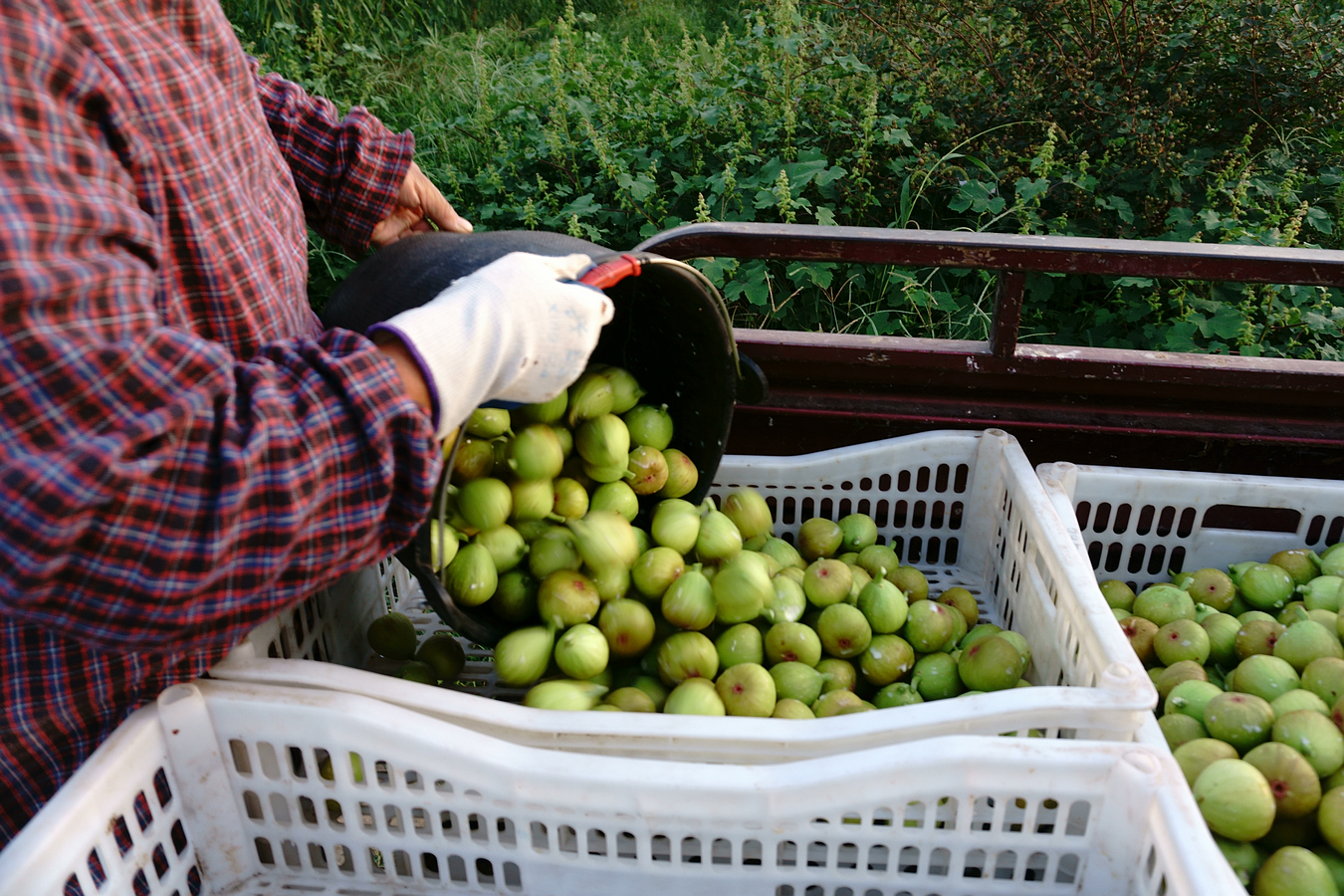打造三河村草果标准化种植基地，加强示范带动|绿色香料网丨怒江绿色香料产业研究院