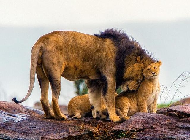 小狮子兄弟俩打架鲜血直流,母狮怒吼雄狮没看好孩子