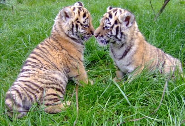 老虎虽然是凶猛动物,但是小老虎一直给人很可爱的印象,毕竟真的很萌!