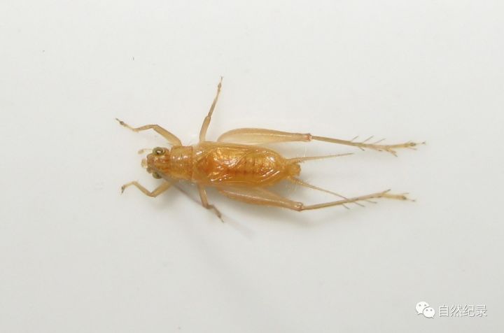 双带金蛉蟋svistella bifasciata个体小,1厘米,淡色为主,具有黑色条纹