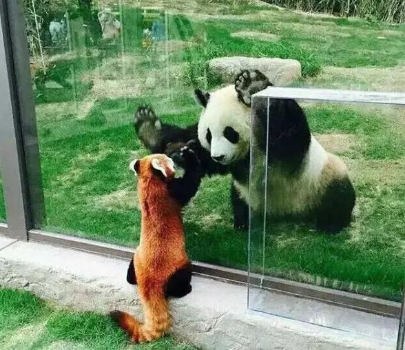 大家都知道国宝大熊猫, 那你们知道小熊猫吗?