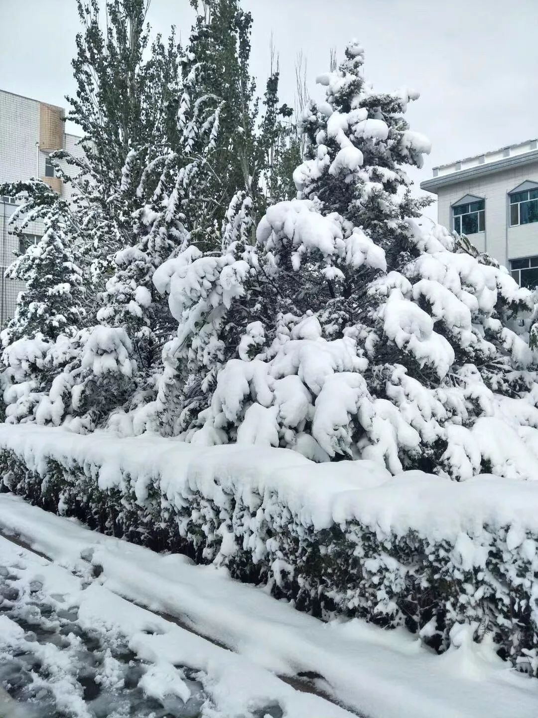 雪雪雪！内蒙古的这里又下雪啦～～_澎湃号·媒体_澎湃新闻-The Paper