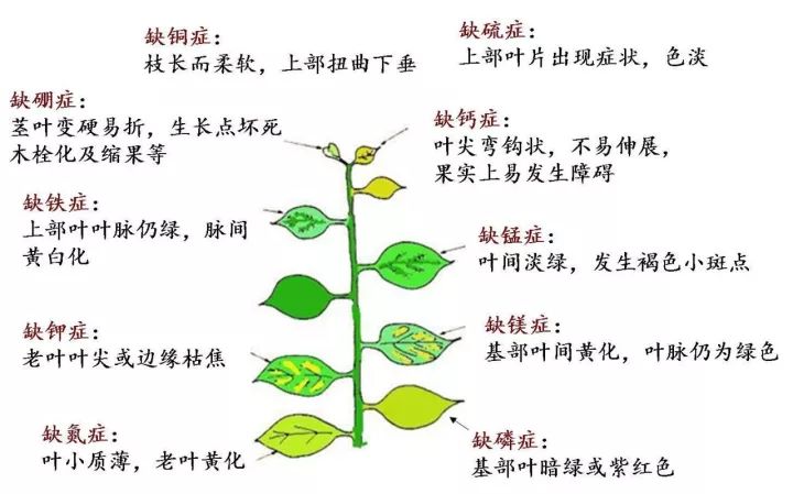 可能会呈现如下缺素症状:只有作物所需要的元素都得到补充了,作物才能