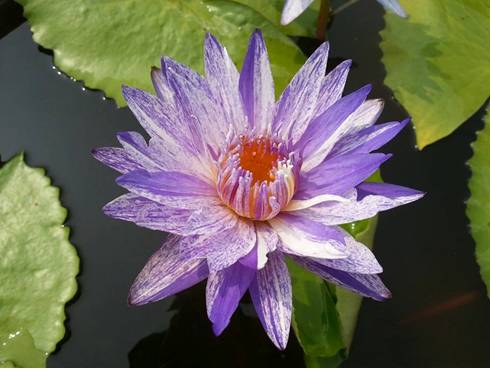 颜色深于花瓣株型较小,蓝紫色花原种nymphaea colorata蓝星睡莲品种