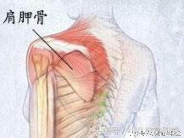 具体描述操作方法:用两个手的拇指指腹从肺俞穴沿着肩胛骨后缘向下分