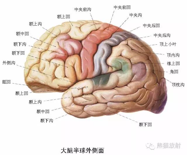 神经系统高清彩色解剖图