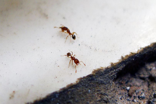 如何清除家里的蚂蚁? 蚂蚁生活常识花鸟鱼虫