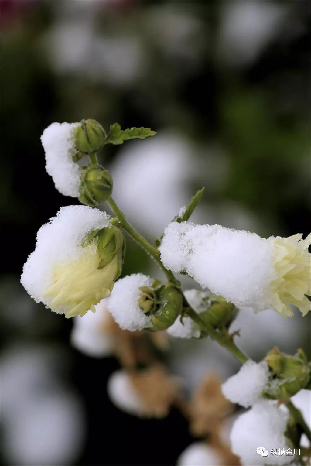 美图|花城秋雪,美不胜收