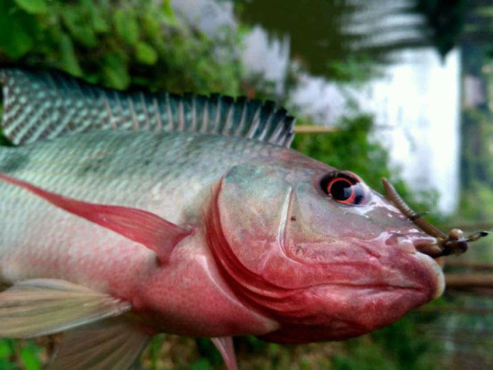 广生鱼种最多的要属它,红肚黑背最多2元一斤