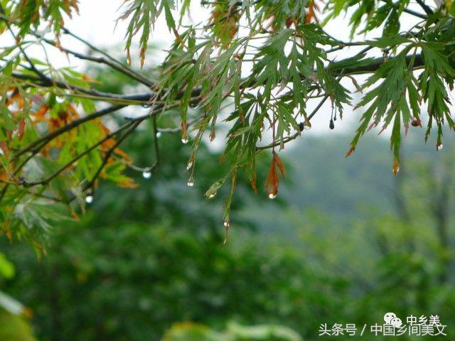 故乡的雨似乎比这更细更柔软